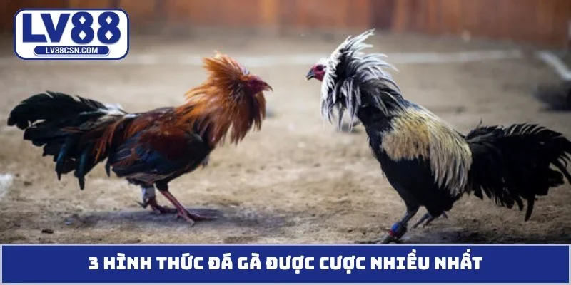 3 hình thức đá gà được cược nhiều nhất