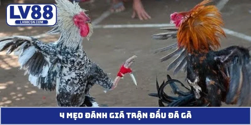4 mẹo đánh giá trận đấu đá gà