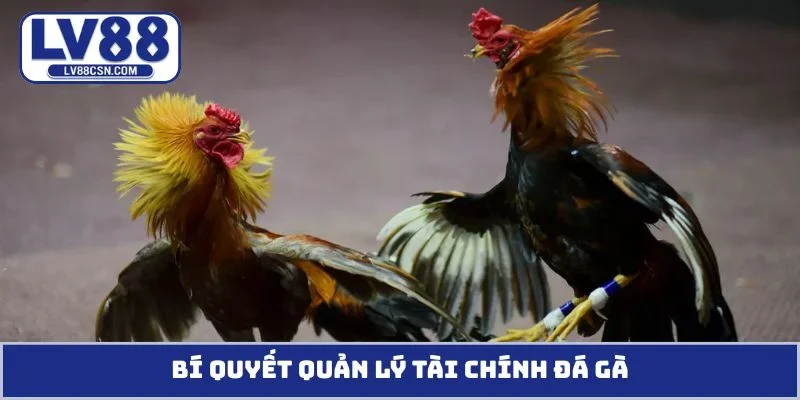 Bí quyết quản lý tài chính đá gà