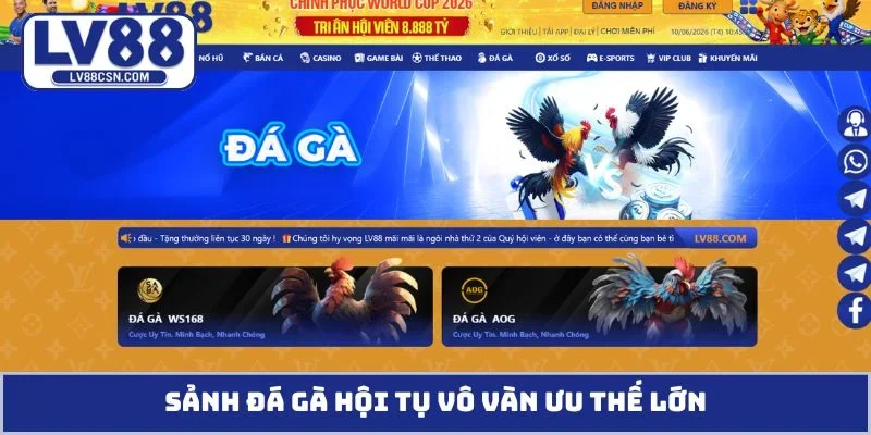 Sảnh đá gà hội tụ vô vàn ưu thế lớn